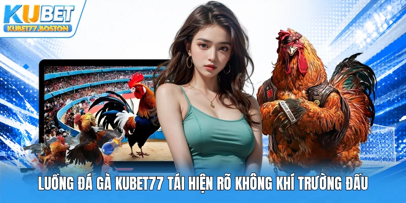 Luồng đá gà Kubet77 tái hiện rõ không khí trường đấu
